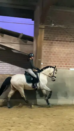 EQUESTRIAN SLOMO 🌟😻