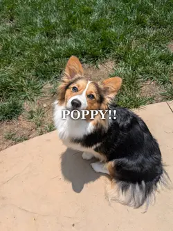 doggy