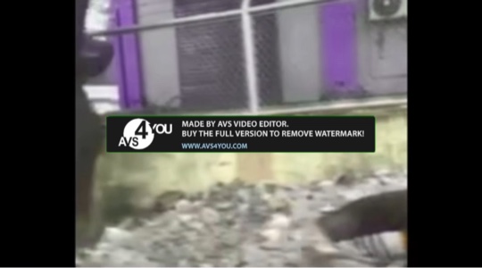 Visualização 1280