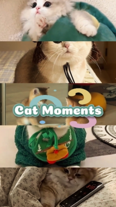 Momentos de Gato