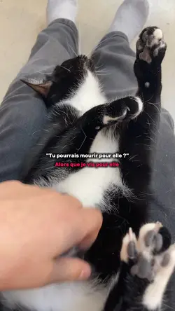 Mon chat