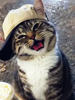 CAT TRANSITION TREND