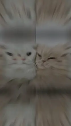 پشتو