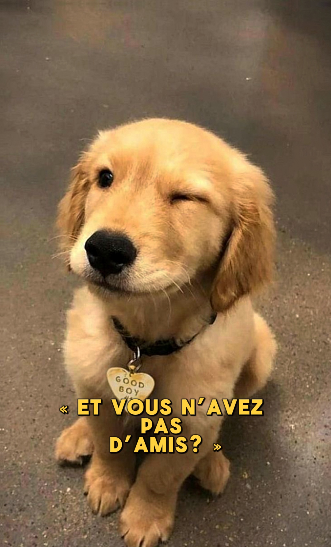 Le Meilleur Ami 🧸🦮❤️