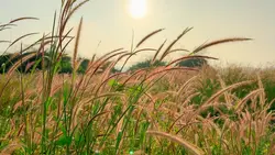 Chill Đồng Cỏ Xanh