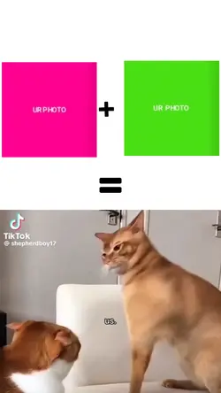 PRO EDIT MASTAR