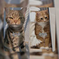 Pokemon 2ช่อง