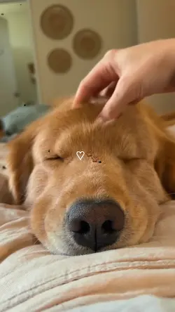 my dog