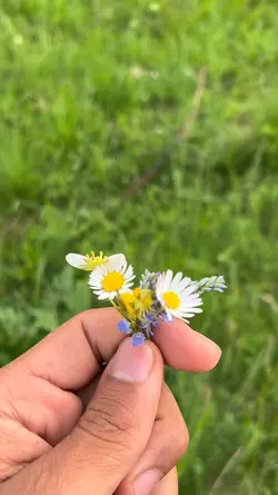 Nature template