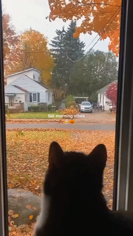 ambiance du matin d'automne
