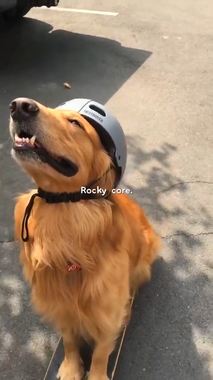 Dog core