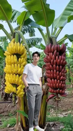 trend pisang viral