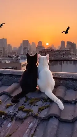 Daily dose of meow