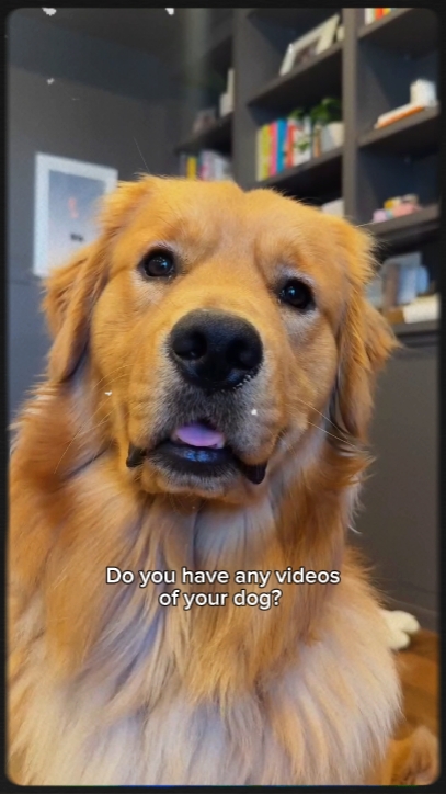 Volcado de perro