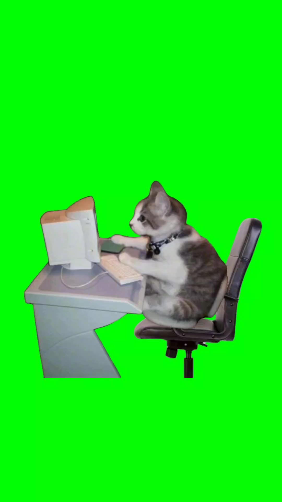 kucing kerja 