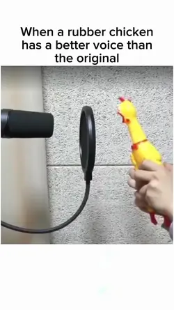 Rubber chicken has a