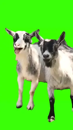 kambing ketawa viral