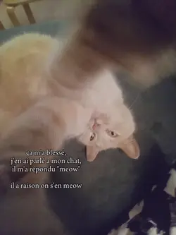on s'en meow