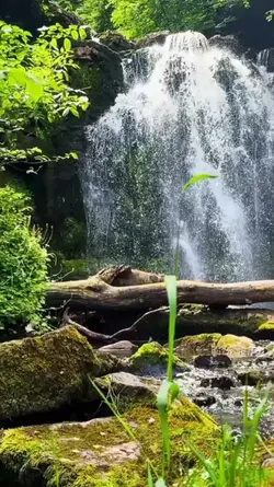 Birds, Waterfall