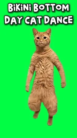 BIKINI BOTTOM CAT
