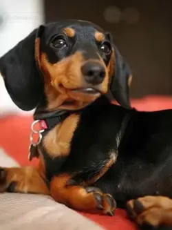 dachshund 