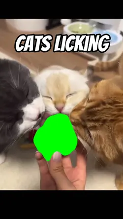 Cats licking meme
