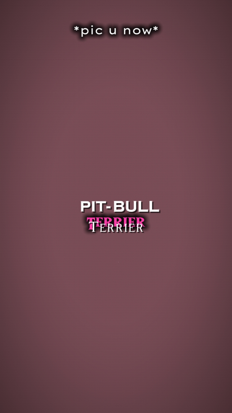 Pitbull Terrier