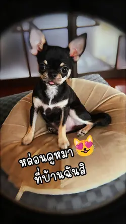 หล่อนดูหมาที่บ้านฉัน