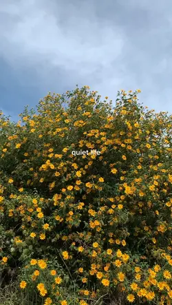 Quiet life