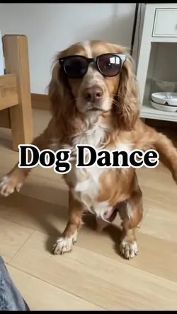 Dog Funny Dance AI