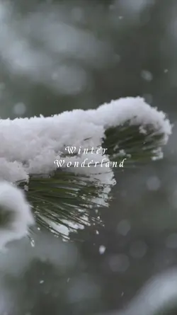 Winter Wonderland
