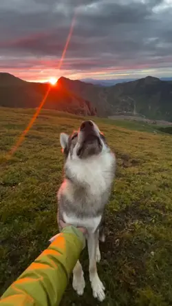 dogs