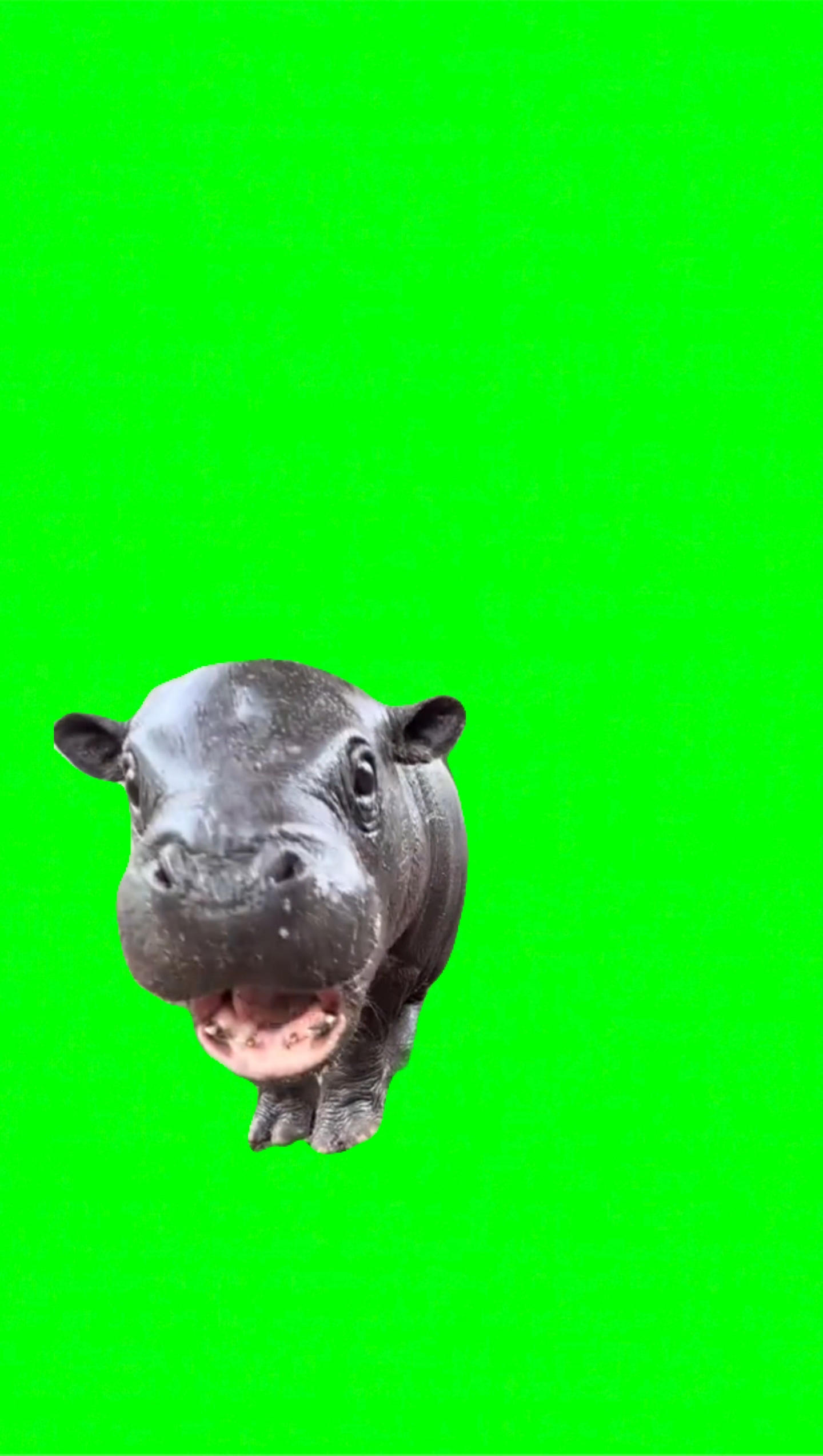 Hippopotame affamé 