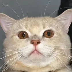 อาปะจึปะ