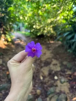 Manhã de trilha….