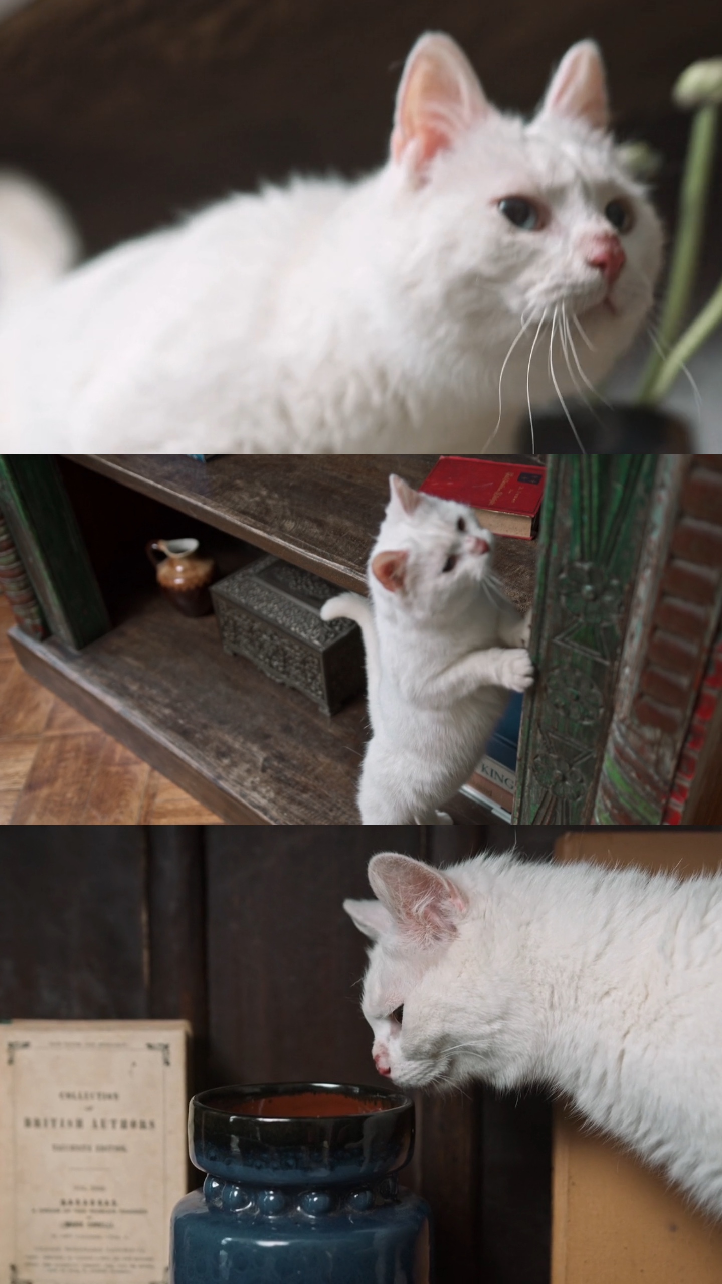 Cat lover