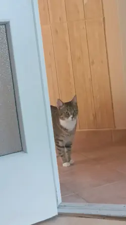 Retro cat 3 vid