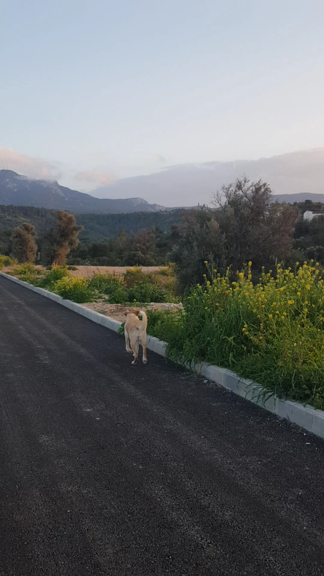 Perro 