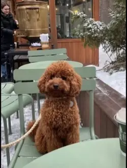 Tatlı köpek