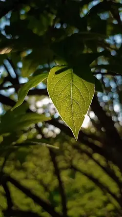 MINIVLOG