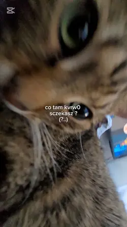 co tam szczekasz ?