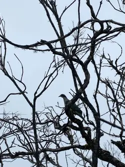 Lirik Kebutuhan hati