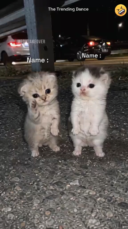 Funny Dance Cat