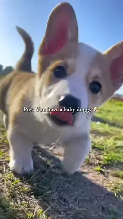 Baby doggy 