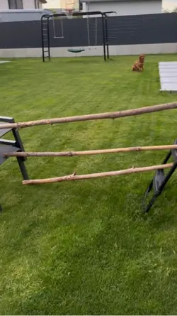 4k dog jumping slomo