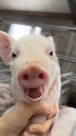 mẫu troll hài hước