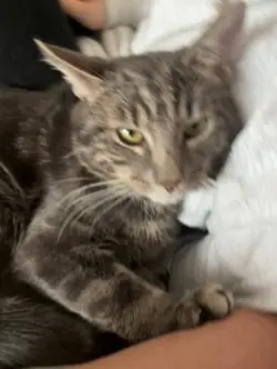 Cute kitty!!