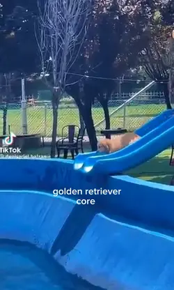 golden retrieve core