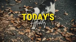 vlog