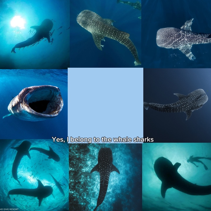 Tubarão baleia 🦈🩵